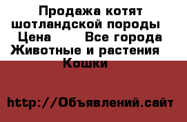 Продажа котят шотландской породы › Цена ­ - - Все города Животные и растения » Кошки   